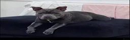 Staffordshire Bull Terrier dogs for sale: Beautiful Bobbie - Advert 2