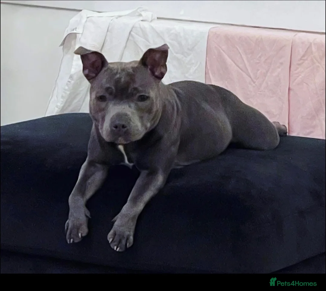 Staffordshire Bull Terrier dogs for sale: Beautiful Bobbie - Advert 2