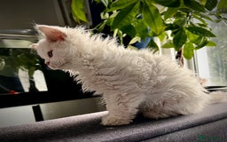 Selkirk Rex cats for sale: Gorgeous Selkirk Rex kittens - Image 7