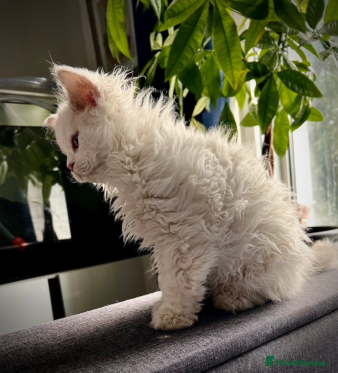 Selkirk Rex cats for sale: Gorgeous Selkirk Rex kittens - Image 7