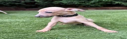 Italian Greyhound dogs for sale: Exceptional KC registered health tested  - Advert 2