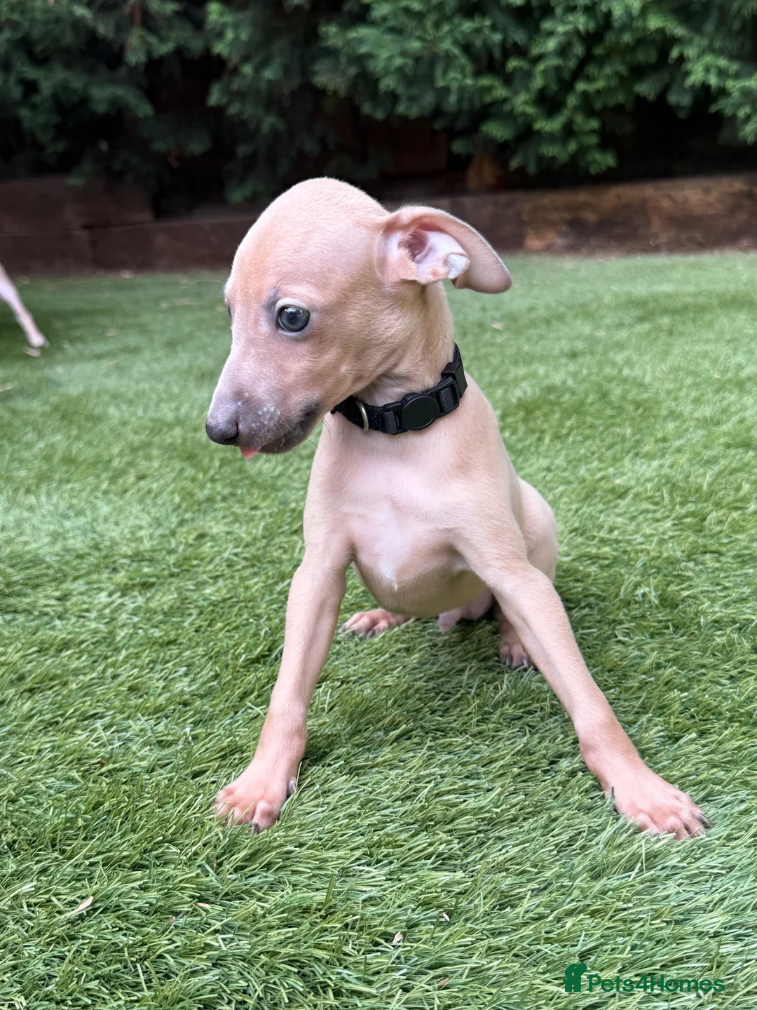 Italian Greyhound dogs for sale: Exceptional KC registered health tested  - Advert 2