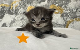 Maine Coon cats for sale: Full Maine Coone Kittens - Image 14