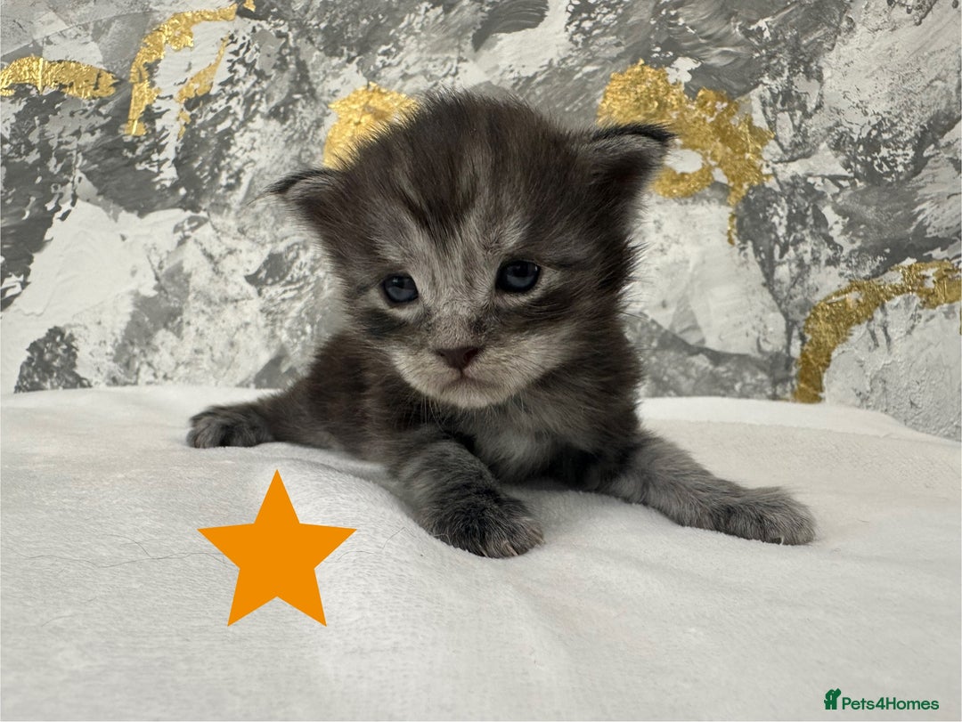 Maine Coon cats for sale: Full Maine Coone Kittens - Image 14
