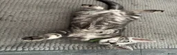 Bengal cats for sale: Tica registered male silver charcoal kitten  - Advert 12