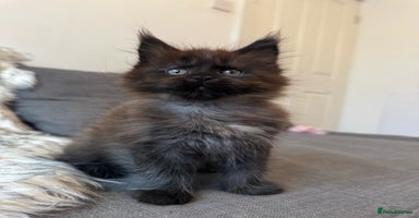 Maine Coon cats - Advert 8