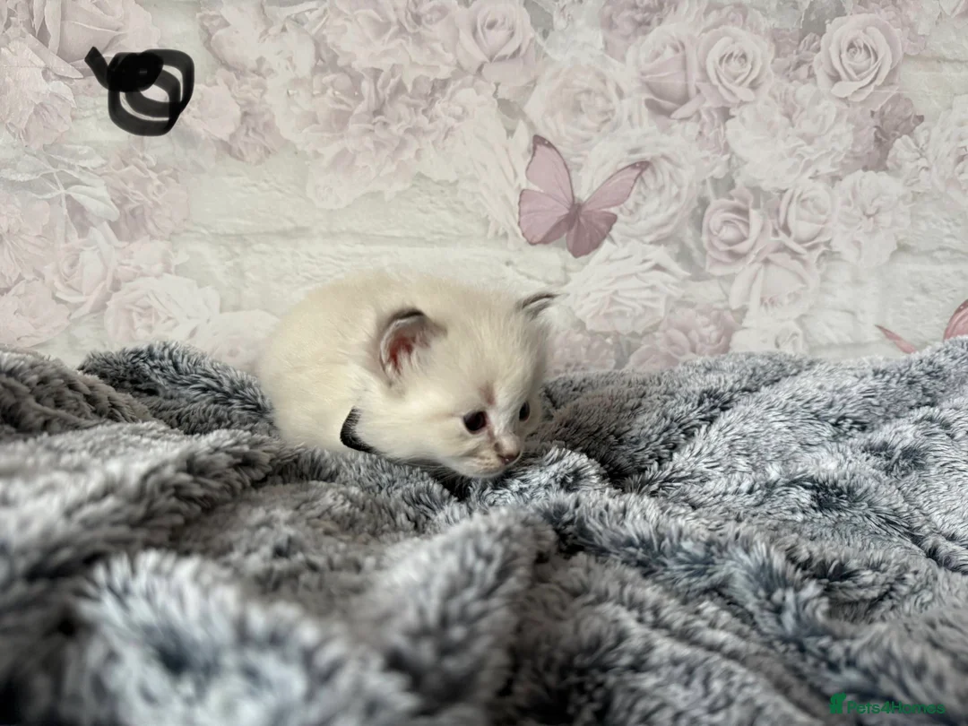 Ragdoll cats for sale: 🌟RAGDOLL KITTENS 🌟 - Advert 4