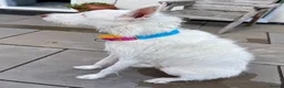Ibizan Hound dogs for adoption: Babu - Stunning Spanish Podenco  - Advert 22