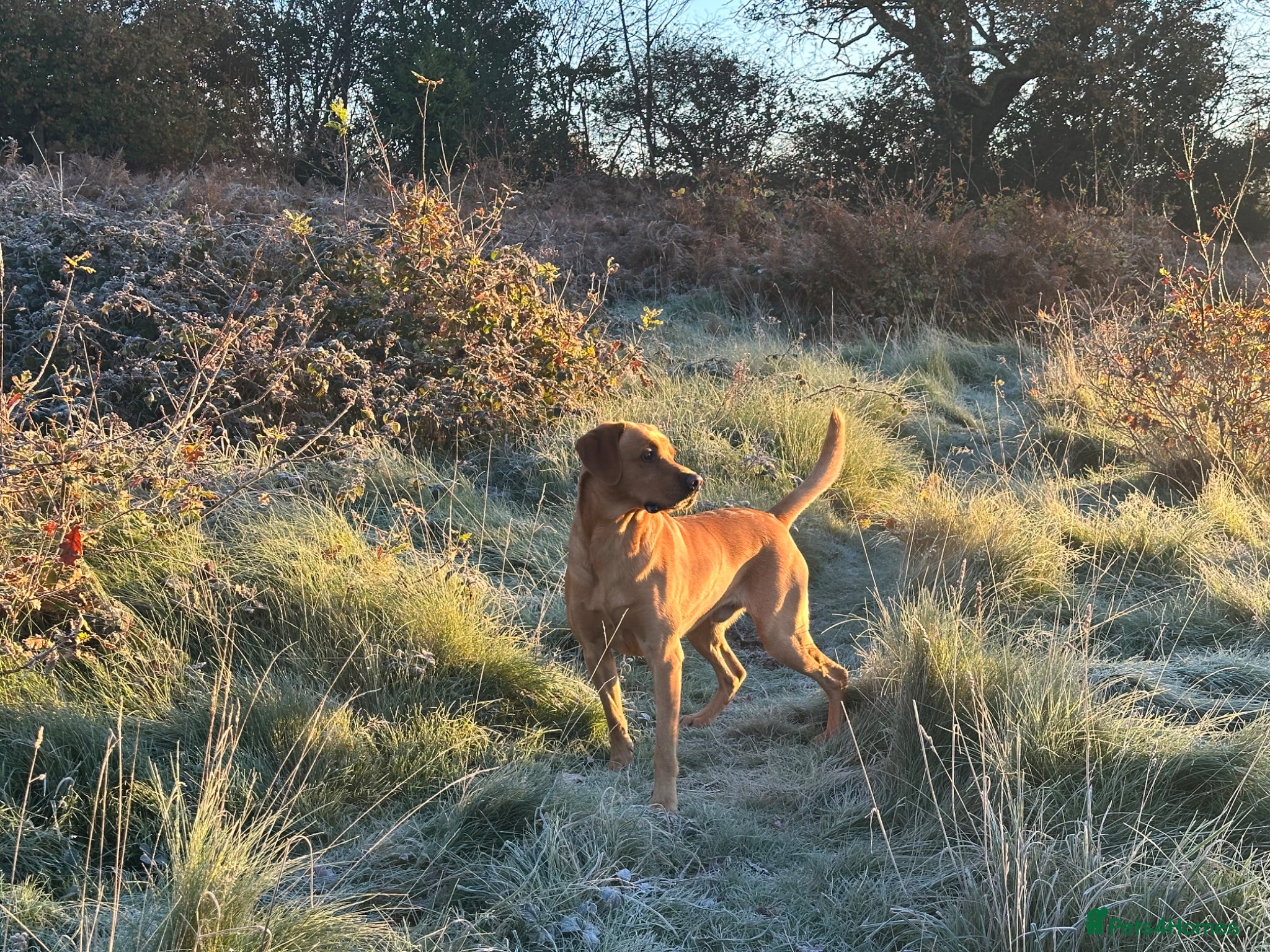 Labrador Retriever dogs Fox Red stunning Labrador - Advert 2
