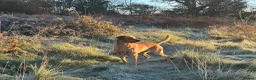 Labrador Retriever dogs for stud: Stunning Fox Red Labrador - Advert 2