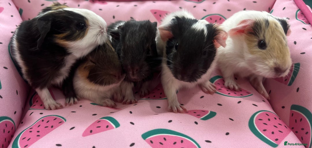 Guinea Pig rodents for sale: Baby guinea pigs - boys and girls available - Image 3