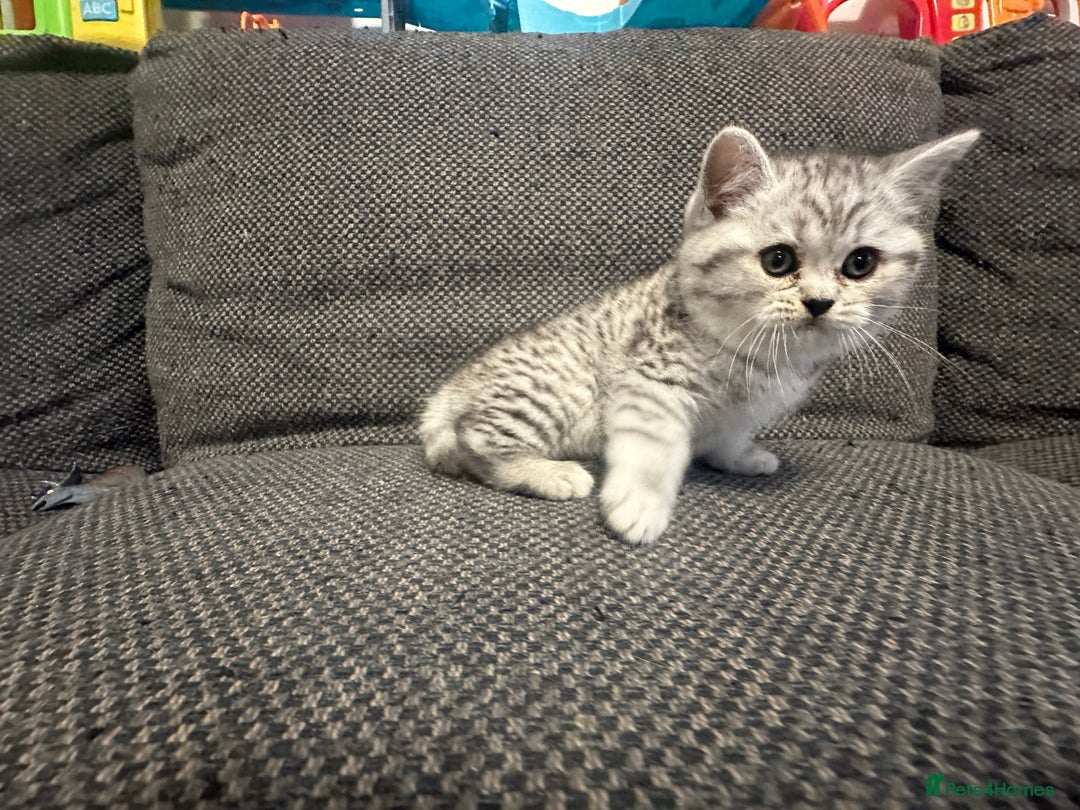 British Shorthair cats for sale: Father TICA Registered Beautiful Coat Ready - Advert 5