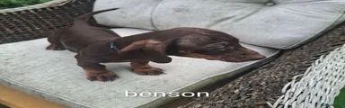 Dachshund benson