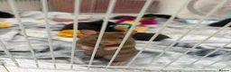 Hamster rodents for sale: Syrian Hamster Pups Babies Black Brown  - Advert 2