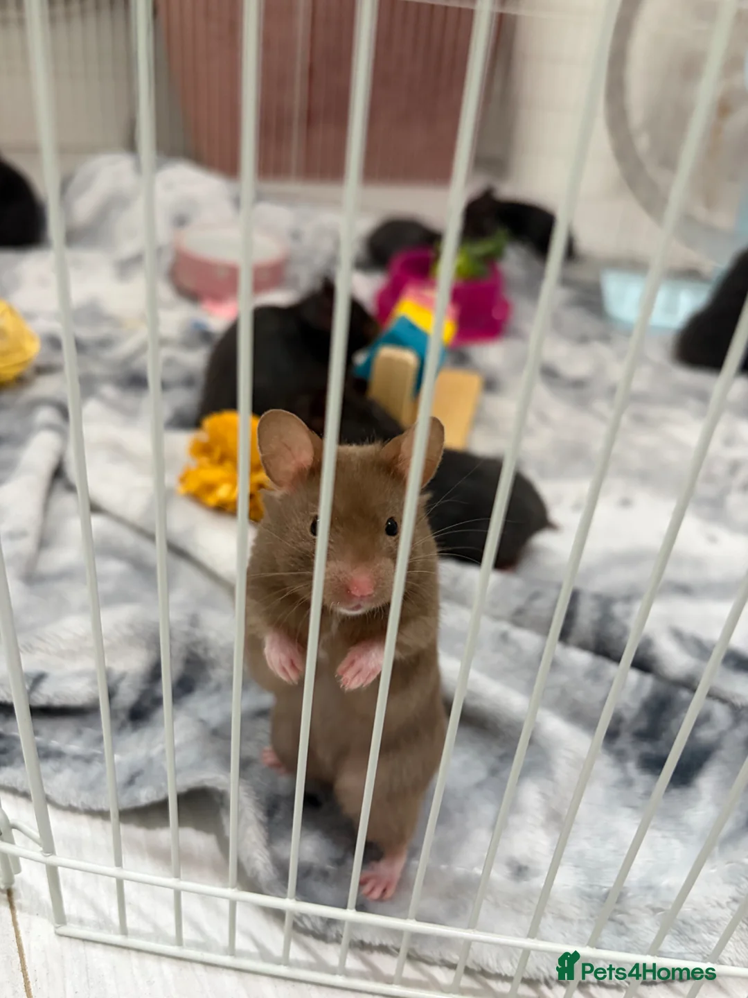 Hamster rodents for sale: Syrian Hamster Pups Babies Black Brown  - Advert 2