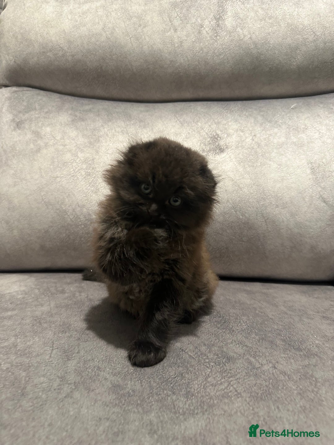 Scottish Fold cats for sale: Beautiful Scottish Fold/British Shorthair Kittens - Advert 11