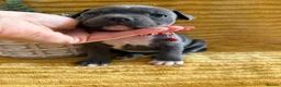 Staffordshire Bull Terrier dogs for sale: KC Blue Staffordshire bull terrier puppies  - Advert 10
