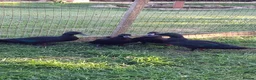Ducks poultry for sale: Black East indian ducks - Advert 2