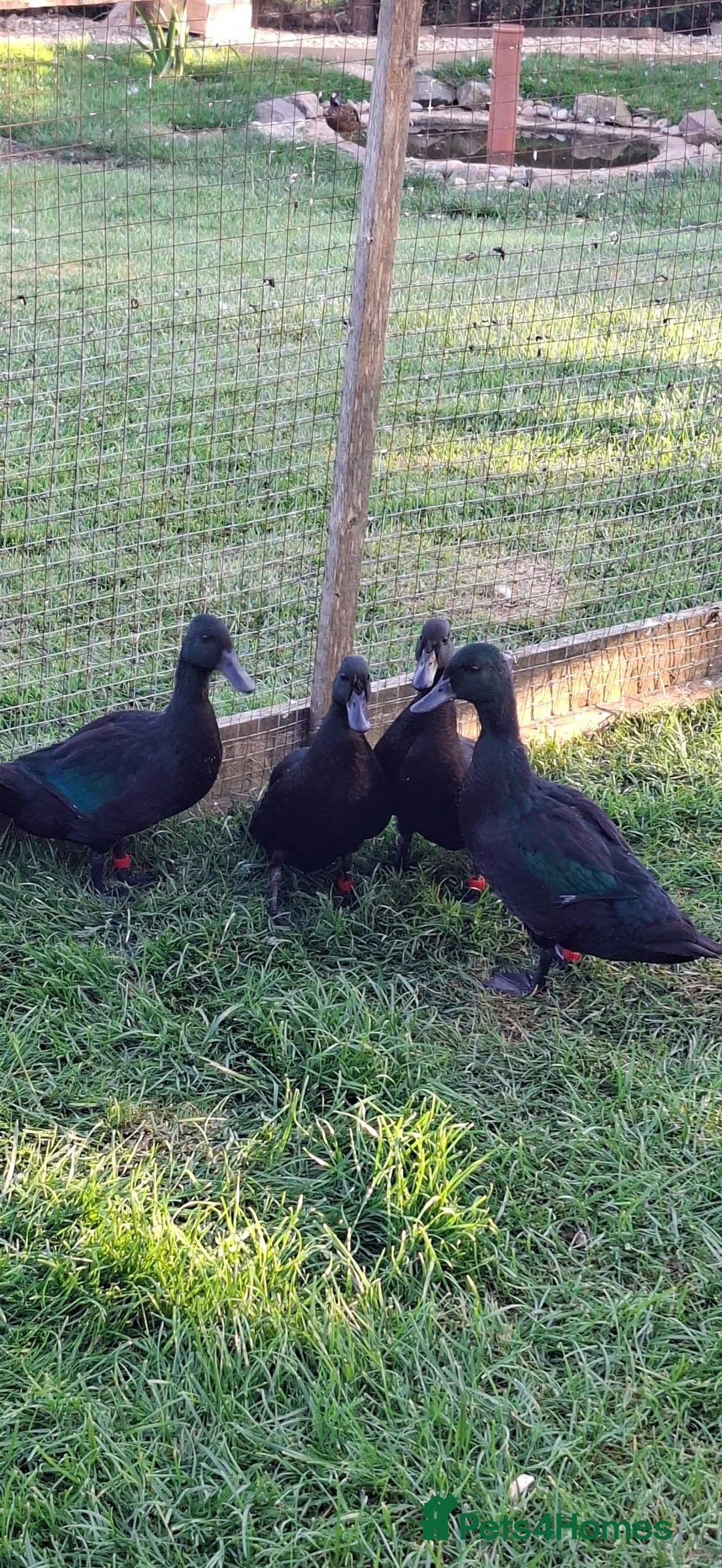 Ducks poultry for sale: Black East indian ducks - Advert 2