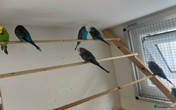 Budgerigars birds for sale: Budgies for sale  - Image 5