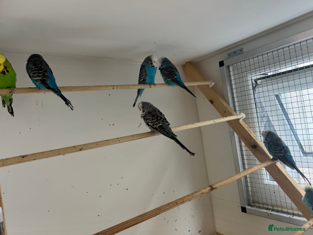 Budgerigars birds for sale: Budgies for sale  - Image 5