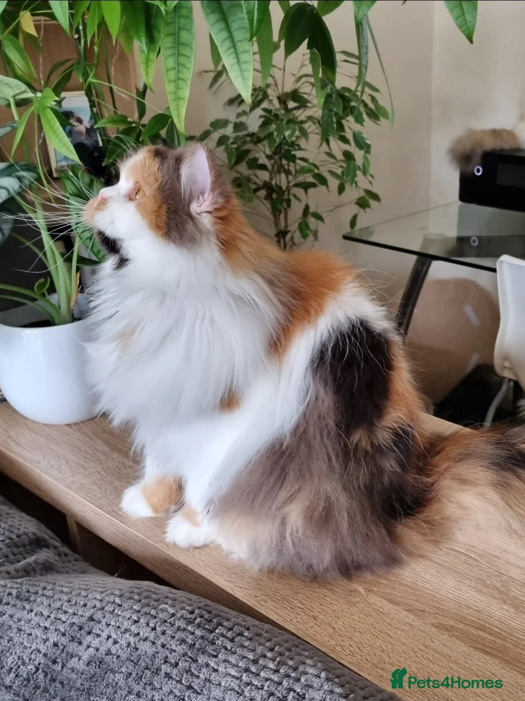 British Longhair cats for sale: ⭐Active girl for Show & Breeding - Advert 2