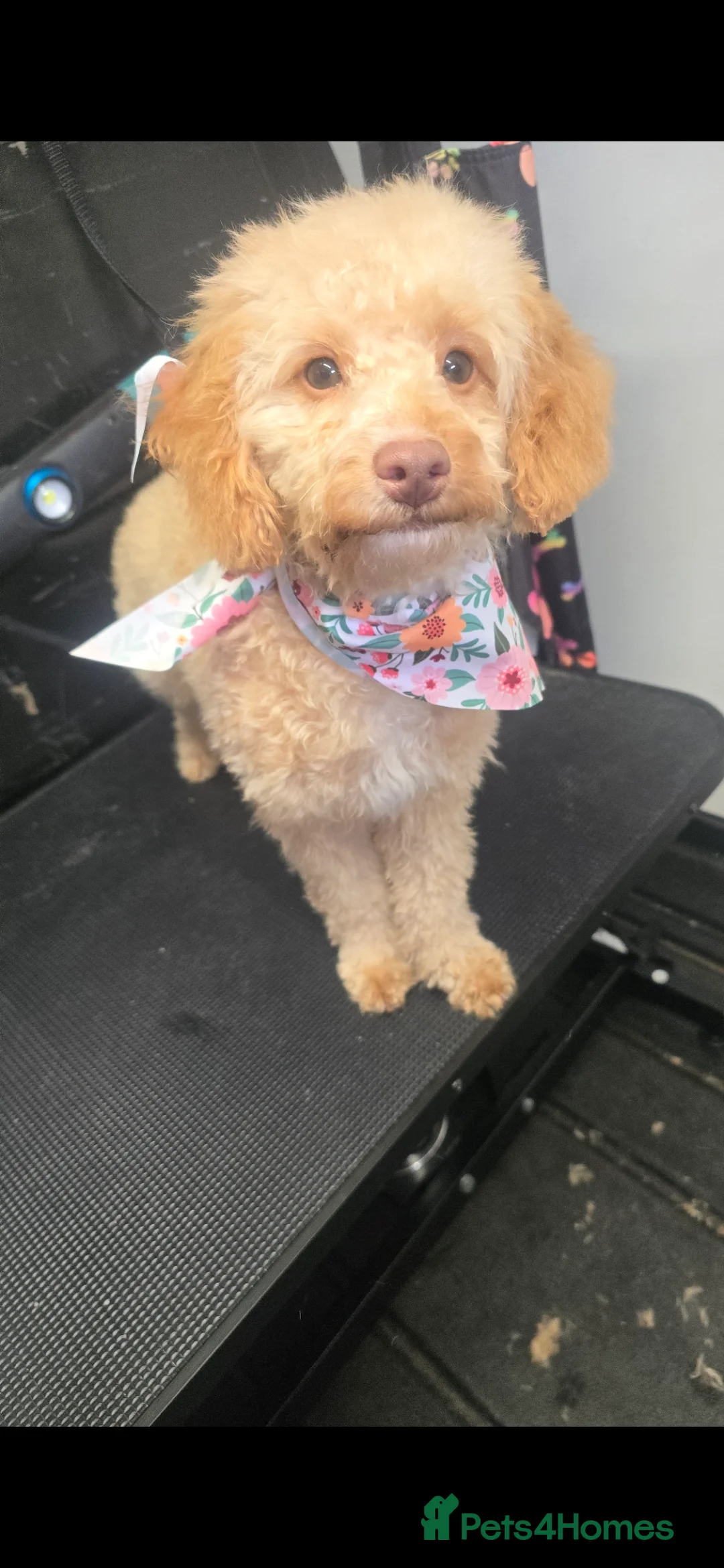 Cockapoo dogs for sale: Penny in Port Talbot - Advert 2