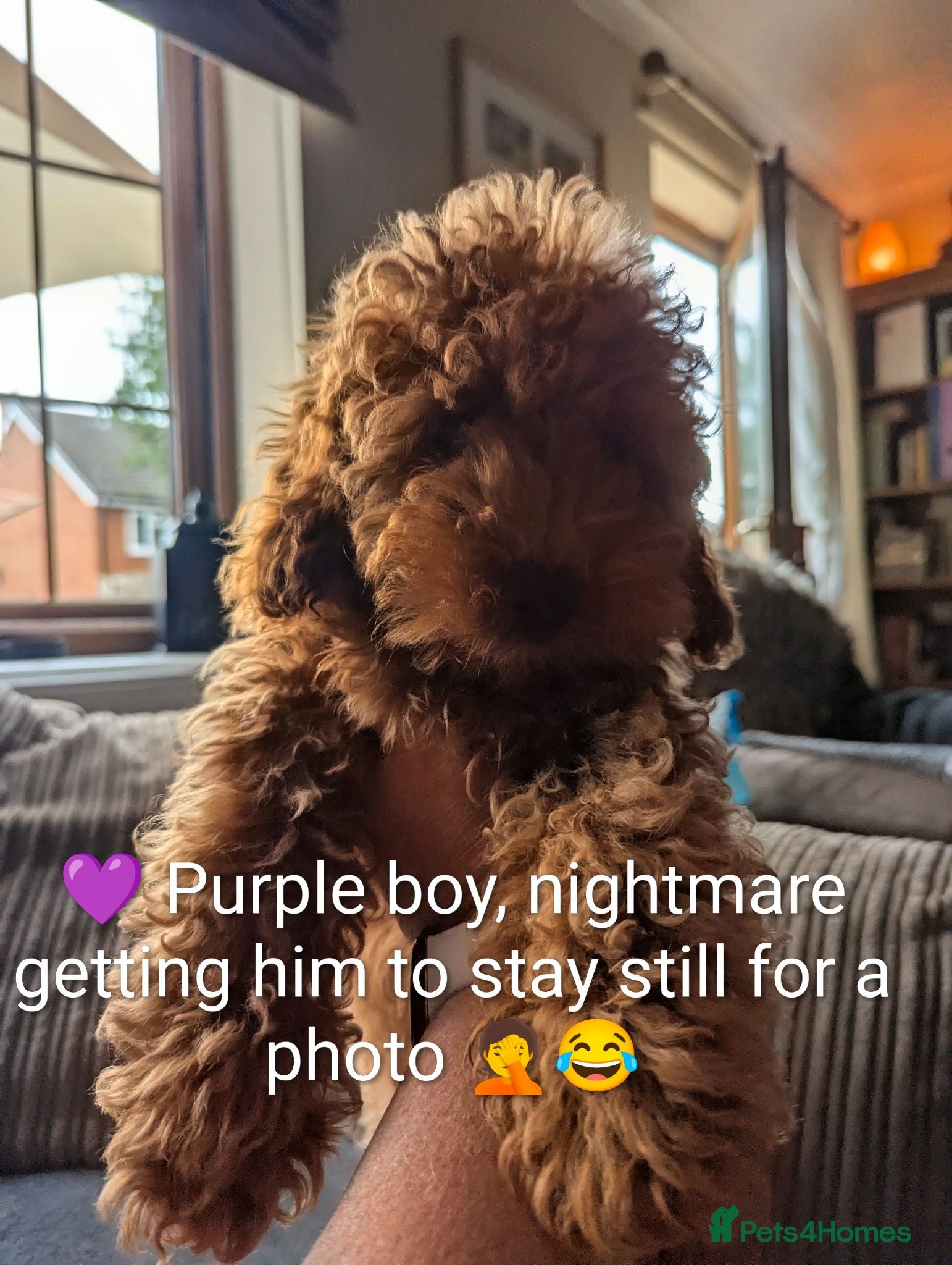 Cavapoo dogs *Reduced* toy Cavapoo Puppies – Ready 🐾 4💙 2🩷 - Advert 5