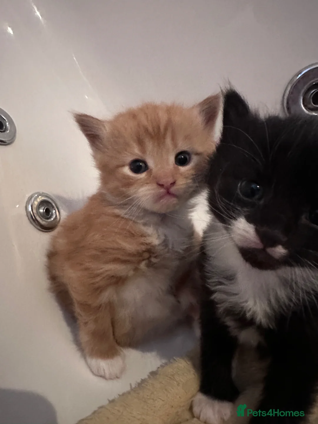 Mixed Breed cats for sale: Calico x ginger kittens - Advert 1