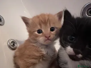 Mixed Breed cats Calico x ginger kittens - Advert 1