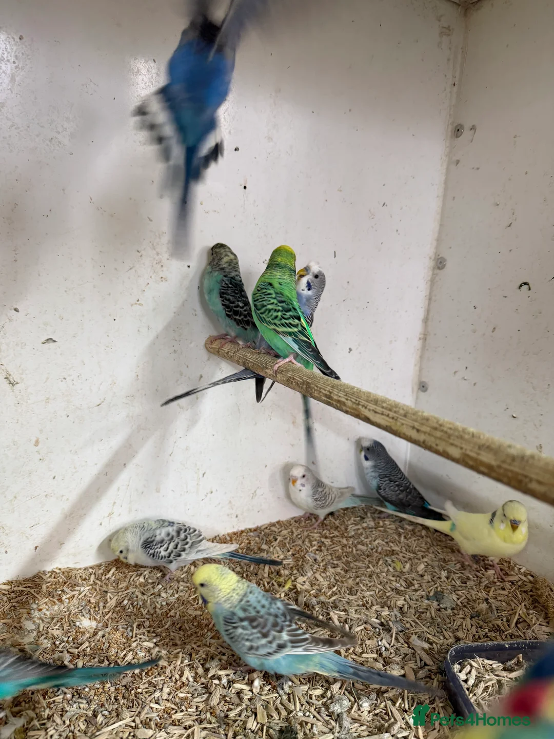 Budgerigars birds for sale:  Variety of budgies - Advert 3