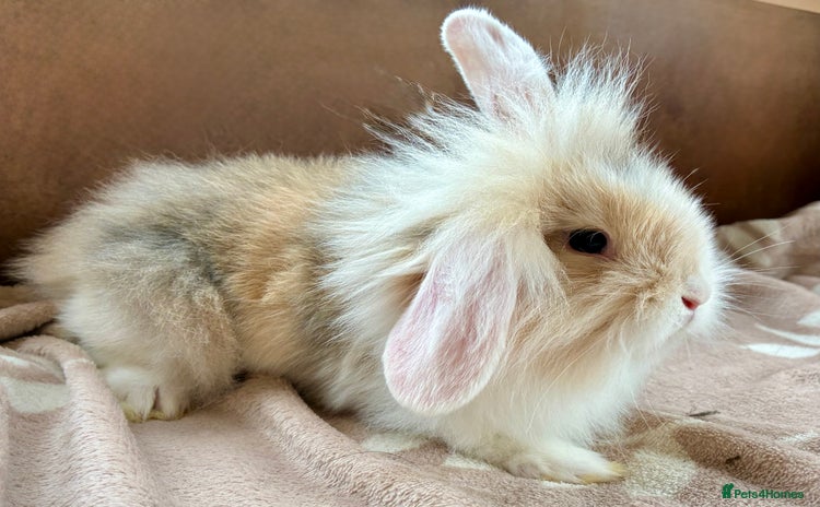 Mini Lion Lop rabbits - Advert 9