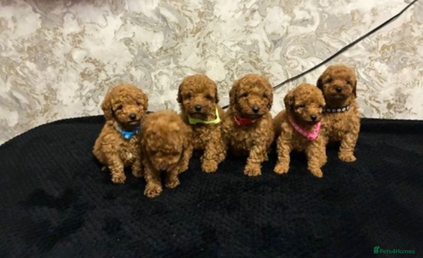Miniature Poodle dogs Beautiful Miniature Poodle - Advert 4