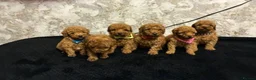Miniature Poodle dogs for sale: Beautiful Miniature Poodle - Advert 1