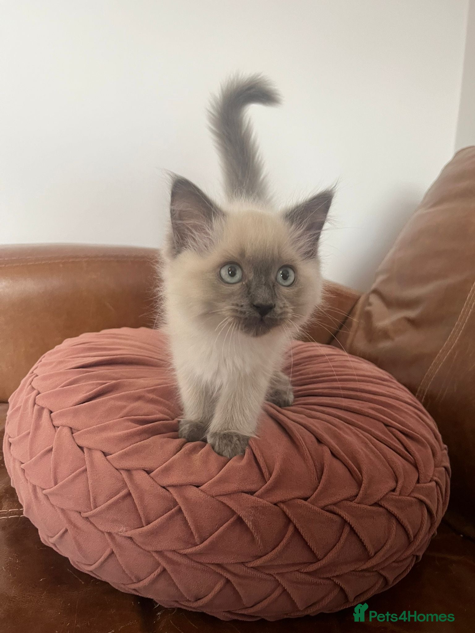 Ragdoll cats Beautiful Ragdoll kittens for sale - Advert 1