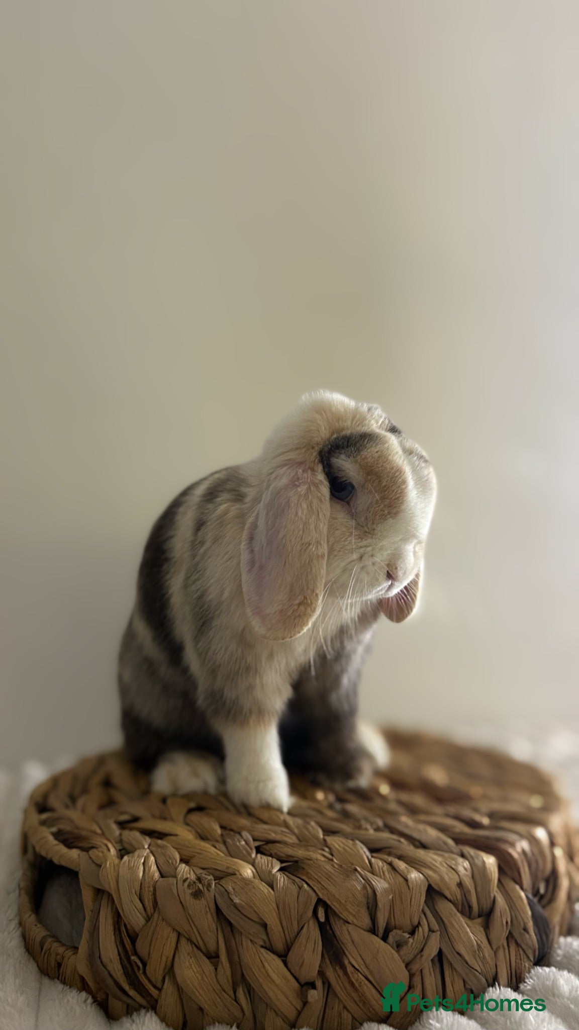 Mini Lop rabbits Purebred minilops ready to leave - Advert 1