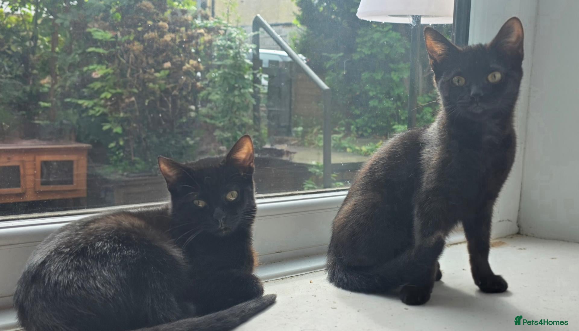Mixed Breed cats Bombay X Tortoiseshell kittens for sale  - Advert 1