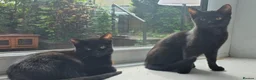Mixed Breed cats for sale: Bombay X Tortoiseshell kittens for sale  - Advert 1