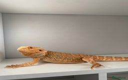 Bearded Dragon reptiles for sale: Bearded Dragon for Sale 🦎 - Image 4