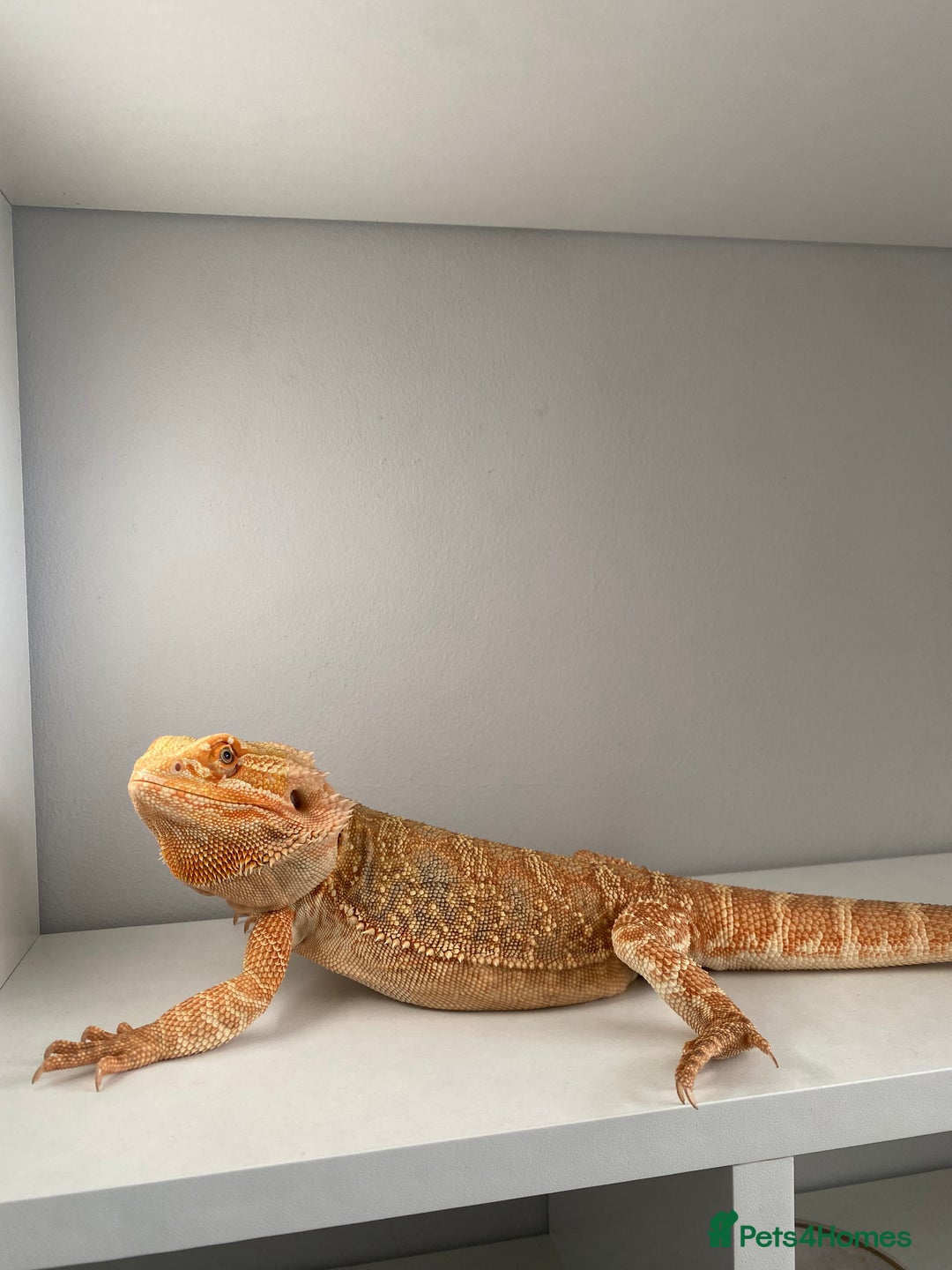 Bearded Dragon reptiles for sale: Bearded Dragon for Sale 🦎 - Image 4