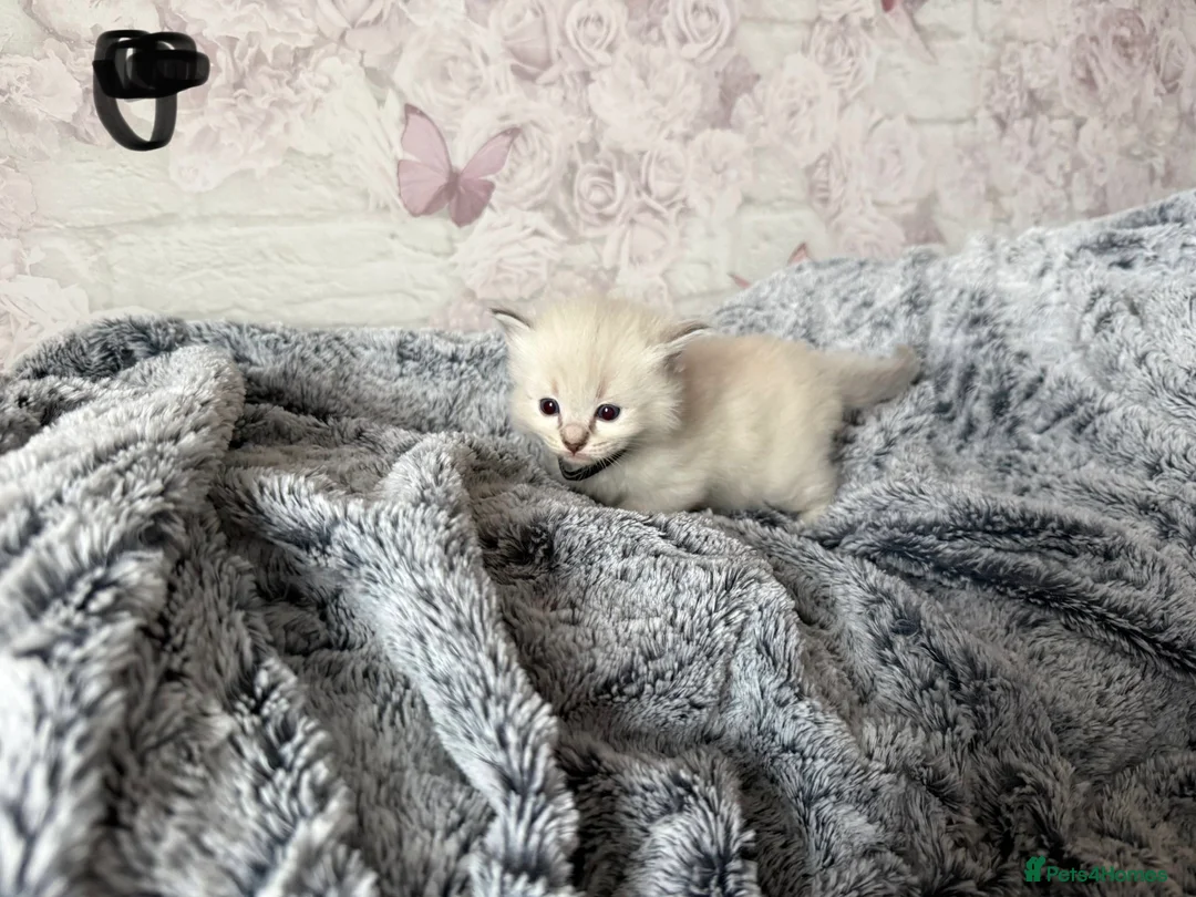 Ragdoll cats for sale: 🌟RAGDOLL KITTENS 🌟 - Advert 5
