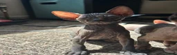 Sphynx cats for sale: 5 Canadian Sphynx kittens for sale - Advert 25