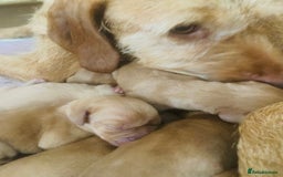 Hungarian Vizsla dogs for sale: Hungarian Wirehaired vizslas  - Image 2