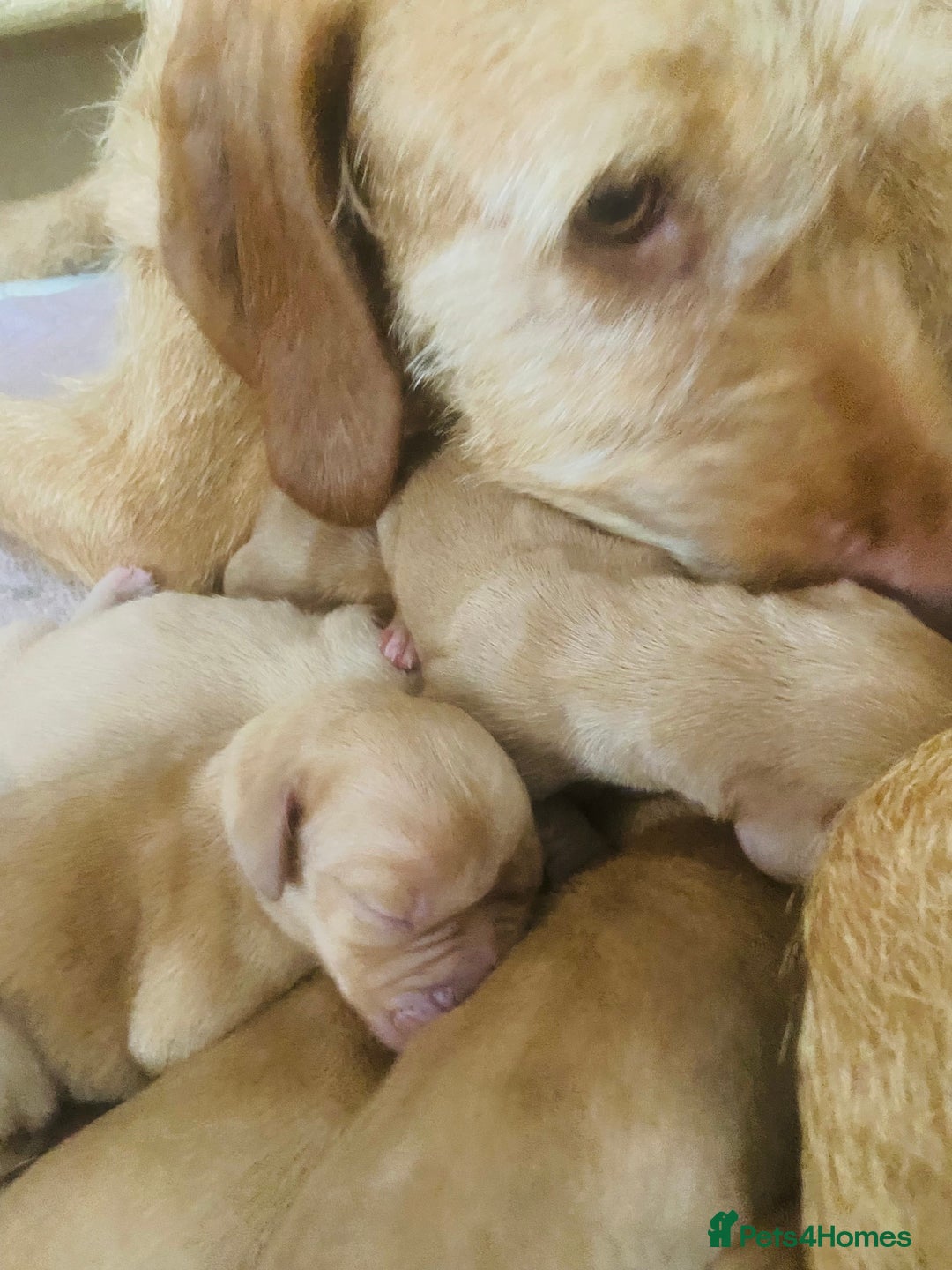 Hungarian Vizsla dogs for sale: Hungarian Wirehaired vizslas  - Image 2