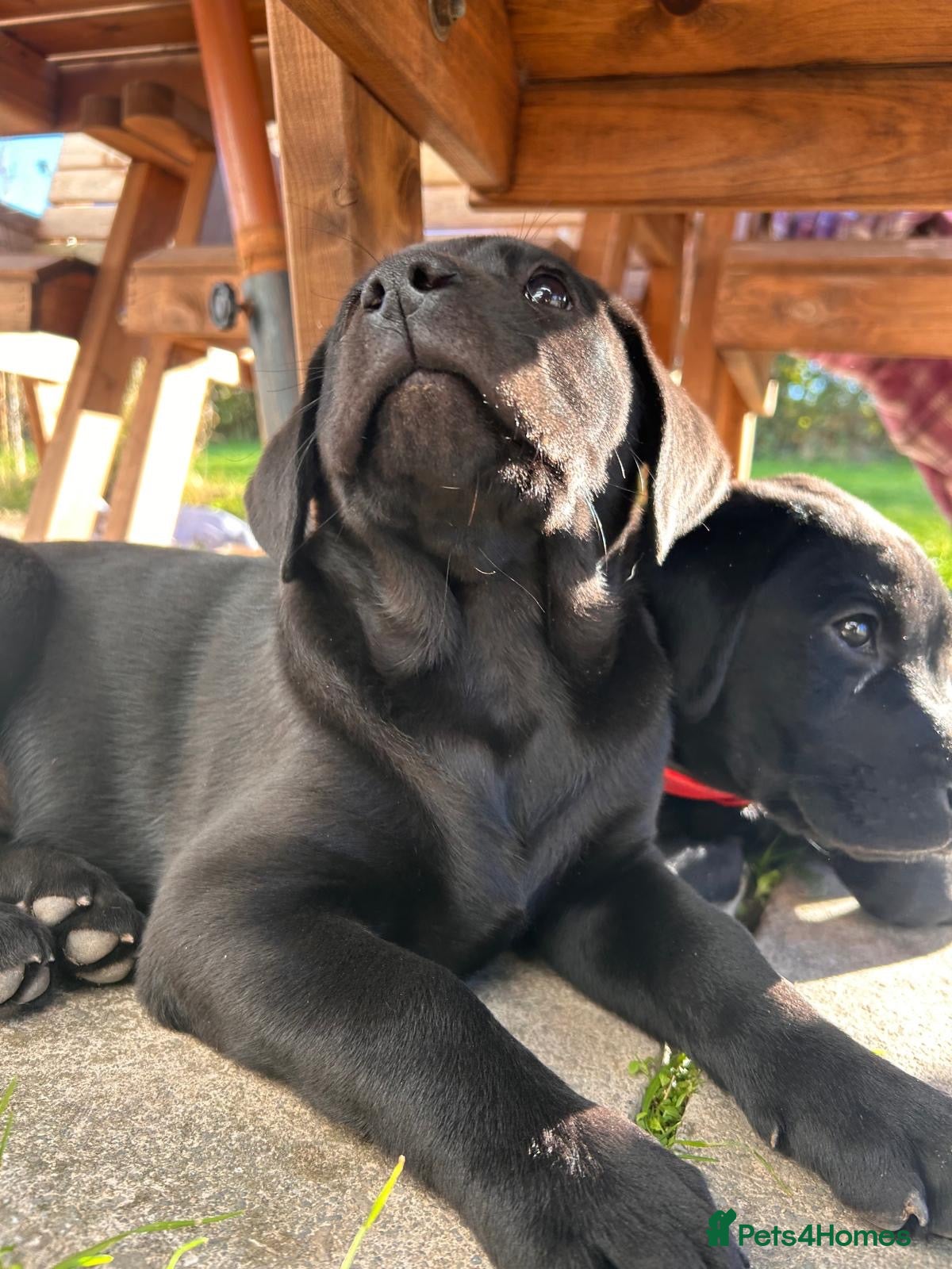 Labrador Retriever dogs for sale: 1 Black Bitch available out of a litter of 7 - Advert 2