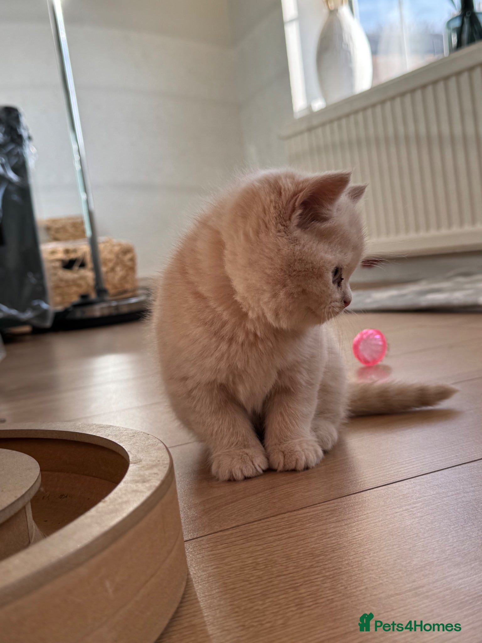 British Shorthair cats Adorable British Shorthair Kittens  🐱 - Advert 1