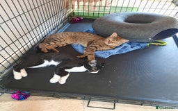 Arabian Mau cats for sale: Very special duo! - Image 5