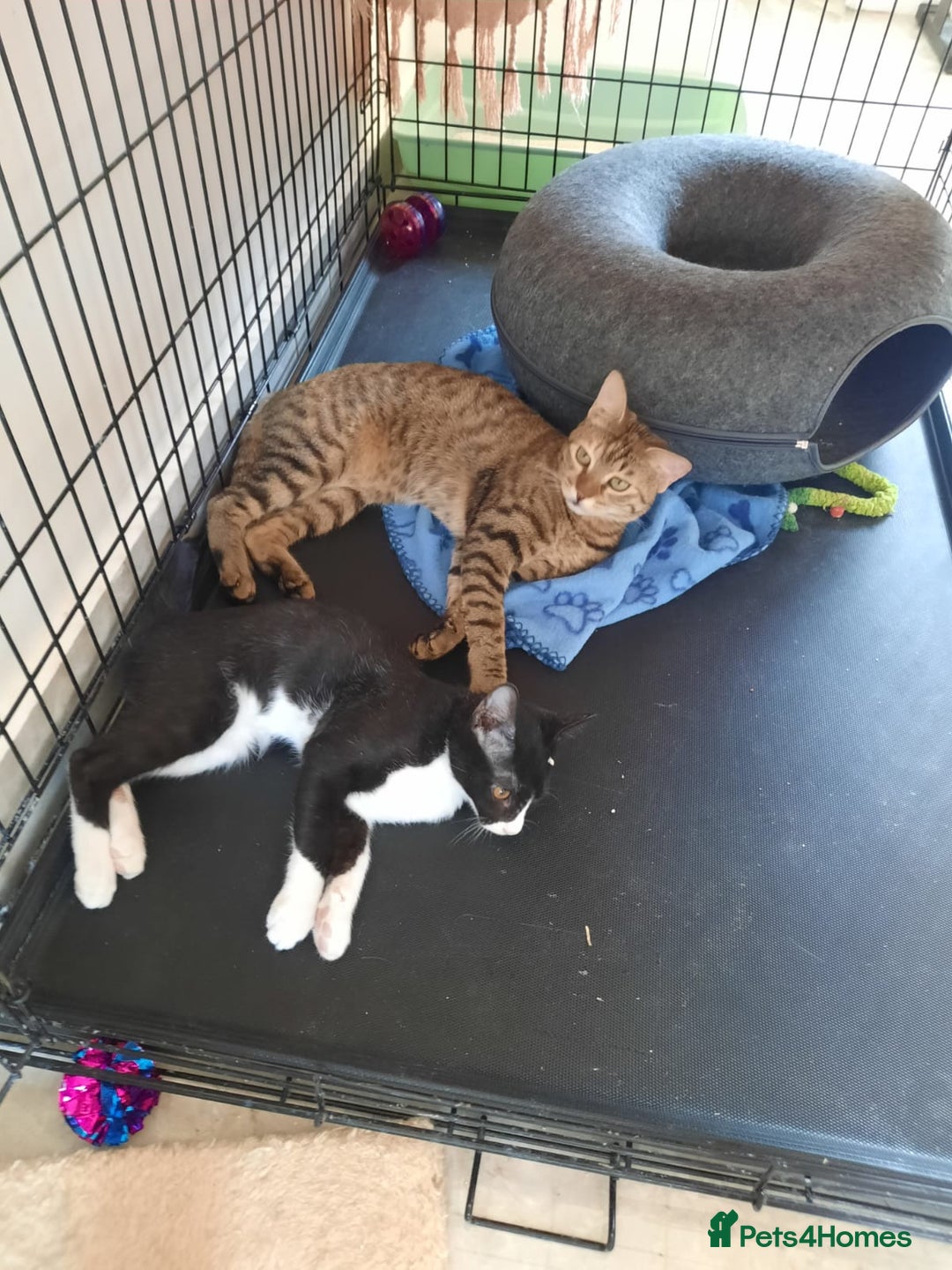 Arabian Mau cats for sale: Very special duo! - Image 5