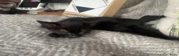 Bengal cats for sale: Gorgeous Bengal x British Short hair kittens - Advert 26