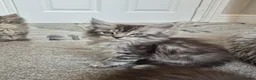 Maine Coon cats for sale: Maine Coon Kittens ready for there forever homes  - Advert 23